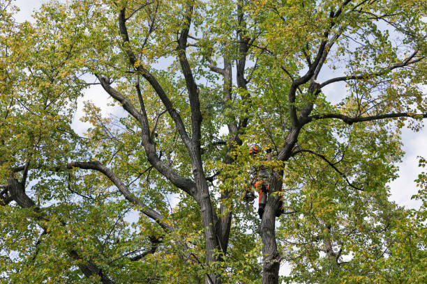 Best Leaf Removal  in Sarcoxie, MO